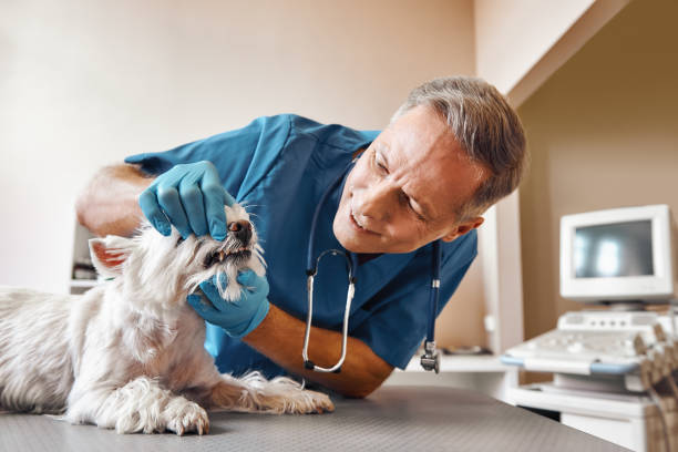 Best Emergency Denture Repair in Rowlett, TX